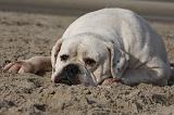 BOULEDOGUE AMERICAIN 164